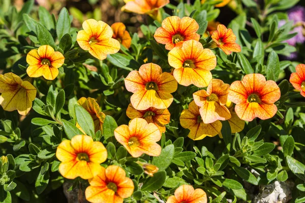 Güzel küçük çiçekler doğaya