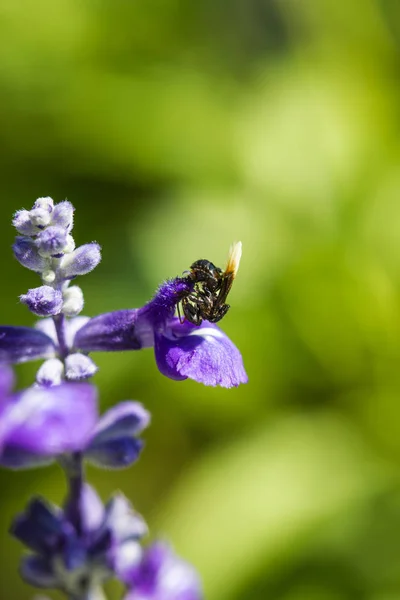 Lilla bi på lila blomma — Stockfoto