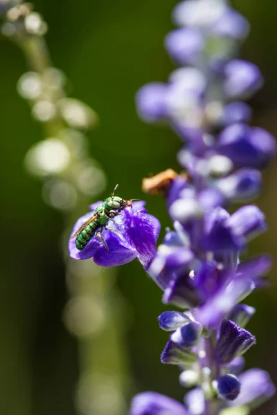 Lilla bi på lila blomma — Stockfoto