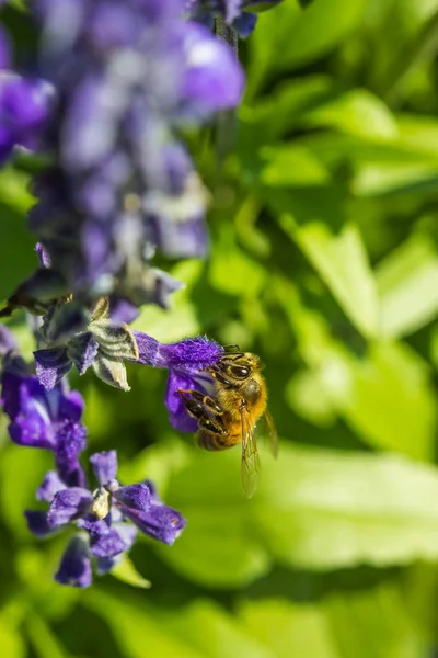 Malá včela na fialovém květu — Stock fotografie