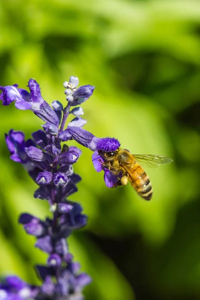 Lilla bi på lila blomma — Stockfoto