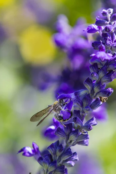 Lilla bi på lila blomma — Stockfoto