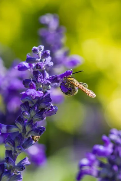 Pequena abelha em flor roxa — Fotografia de Stock