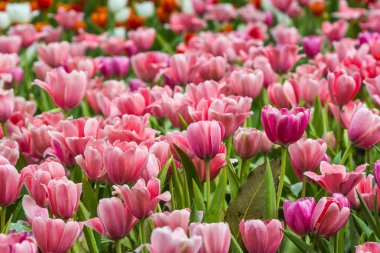 bahçedeki tüm laleler.