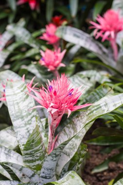 Bahçe içinde yapraklarla pembe bromeliad