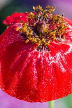 Popy çiçek bahçesinde.