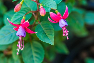 Doğa zemin üzerine Fuşya çiçek