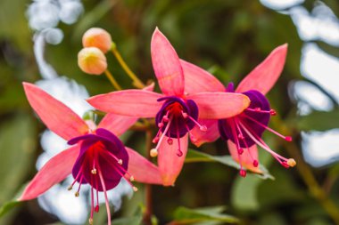 Doğa zemin üzerine Fuşya çiçek