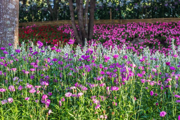 Dianthus chinensis (Sweet William flower ) in garden — Stock Photo, Image