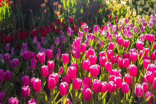 Alle Tulpen im Garten. — Stockfoto