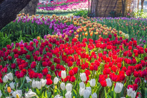 Todos los tulipanes en el jardín . — Foto de Stock