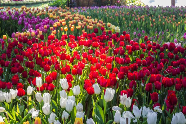 Alla tulpaner i trädgården. — Stockfoto