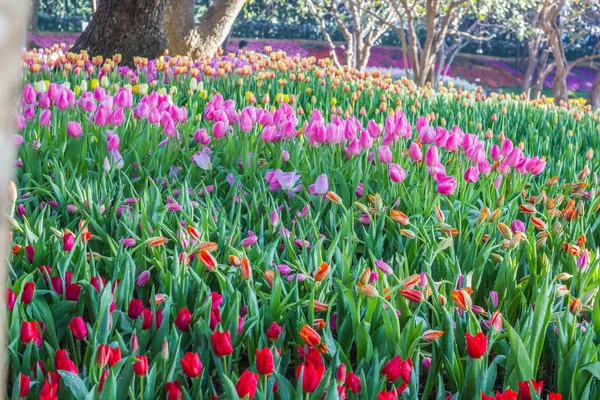 Todos los tulipanes en el jardín . — Foto de Stock