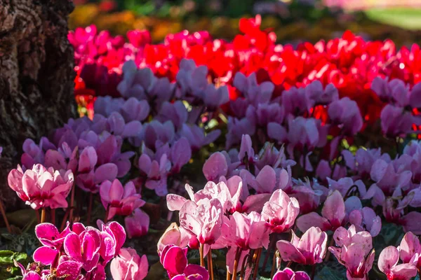 Todos los ciclamen en el jardín . — Foto de Stock