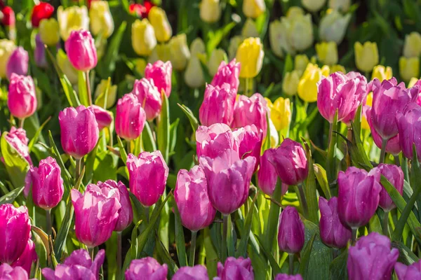 Todos los tulipanes en el jardín . — Foto de Stock