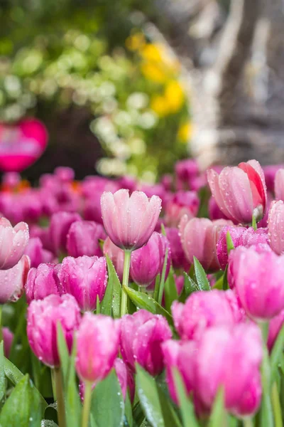 Todos los tulipanes en el jardín . — Foto de Stock