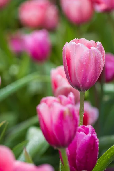 Todos los tulipanes en el jardín . — Foto de Stock