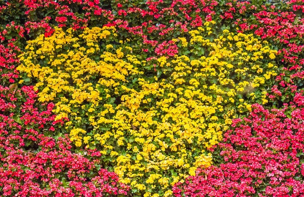 Wall of flower in garden — Stock Photo, Image