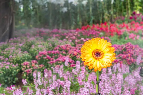 庭の美しい小さな花 — ストック写真