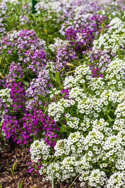 Tatlı Alyssum çiçek bahçesinde