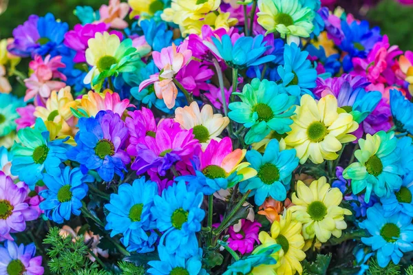 Beautiful little flowers in garden — Stock Photo, Image