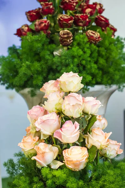 Todas as rosas bonitas no jardim — Fotografia de Stock