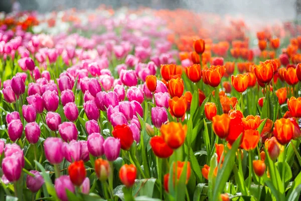 Todos los tulipanes en el jardín . — Foto de Stock