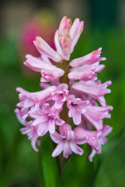 Jacinto rosa flor floreciente primavera en el jardín . — Foto de Stock