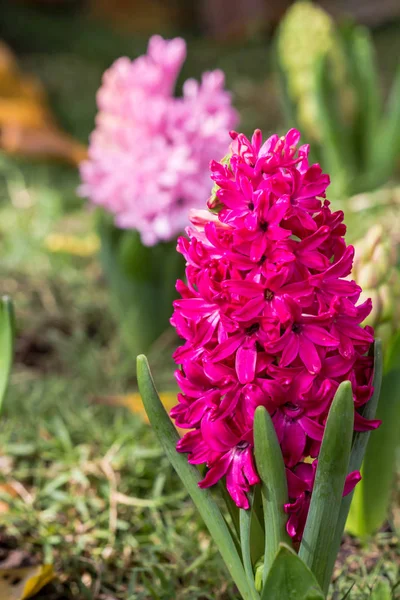 Roze hyacinten voorjaar bloeiende bloem in tuin. — Stockfoto