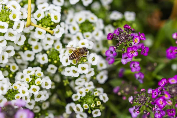 Pequena abelha em flor de alyssum — Fotografia de Stock