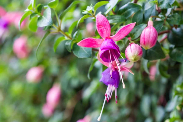 Fuchsia ดอกไม้บนพื้นหลังธรรมชาติ — ภาพถ่ายสต็อก