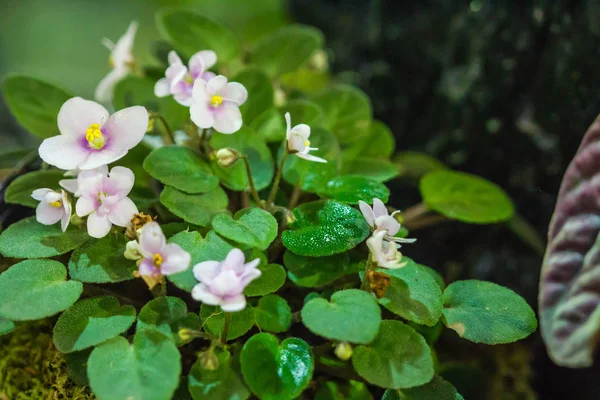 자연에 아름 다운 작은 꽃 — 스톡 사진