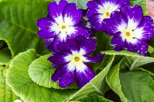 Little violet flower in garden — Stock Photo, Image