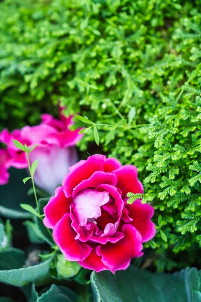 Lilla rosa blomma i trädgården — Stockfoto