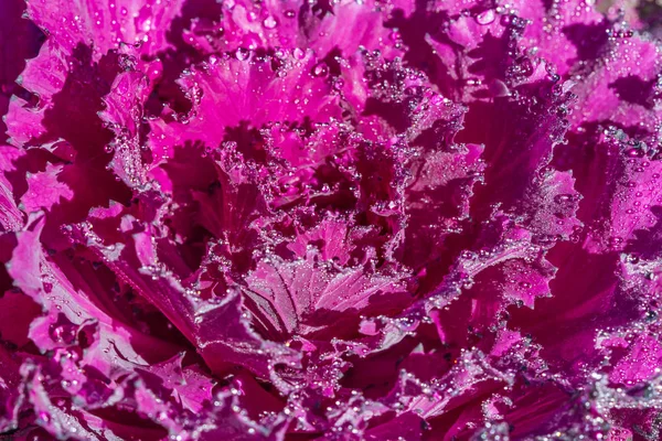 Red cabbage close up — Stock Photo, Image