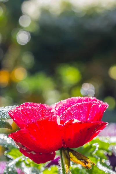 Flor de amapola en jardín . — Foto de Stock