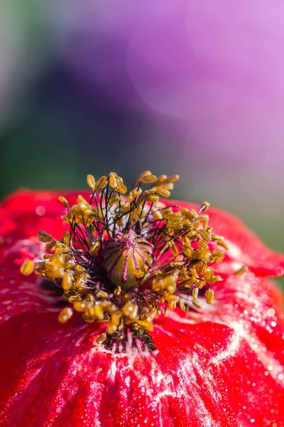 Flor de amapola en el jardín . — Foto de Stock