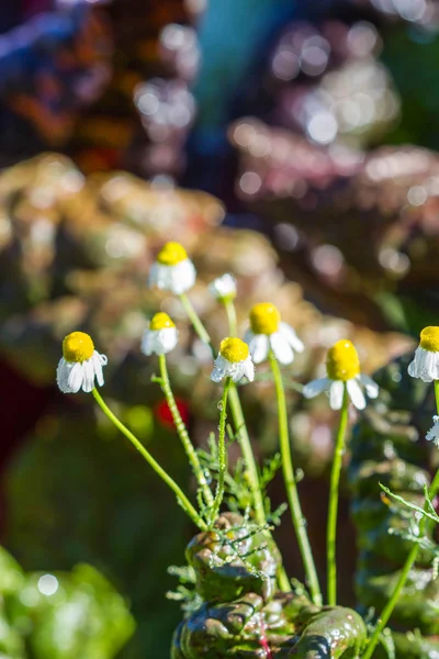 Liten blomma i trädgården — Stockfoto