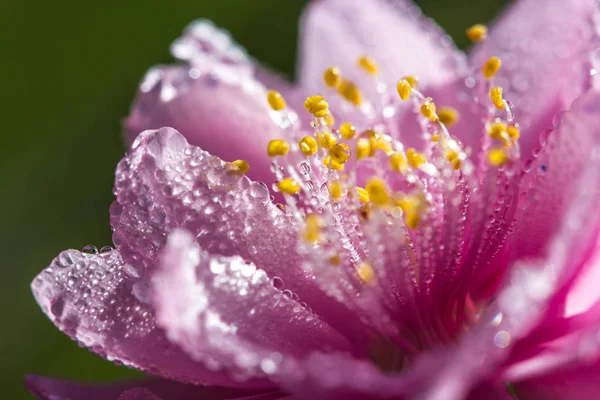 Flor de sakura flor rosa de cerca — Foto de Stock