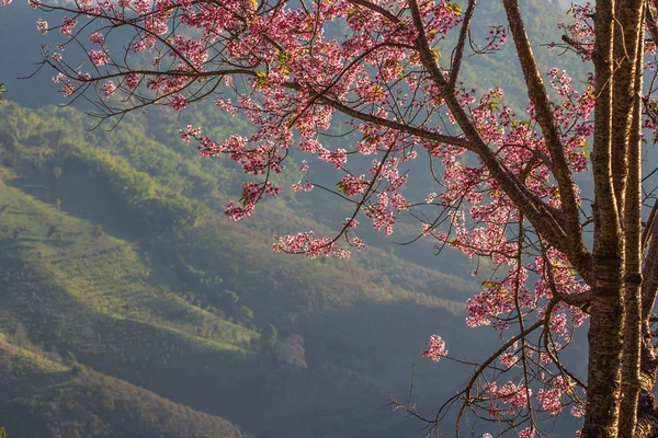 Wild Cherry Himalajów na tle przyrody — Zdjęcie stockowe