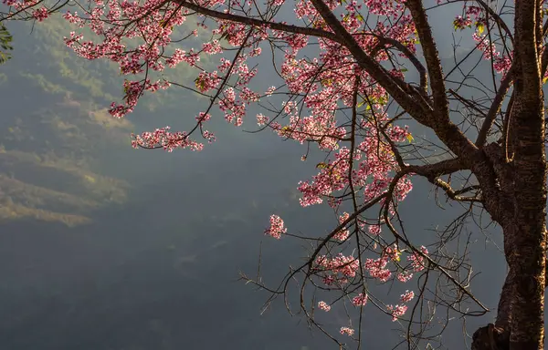 Cereza salvaje del Himalaya sobre fondo natural — Foto de Stock