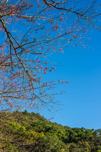 Дикая гималайская вишня на фоне природы — стоковое фото