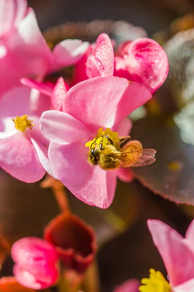 Kleine Biene auf Blume — Stockfoto