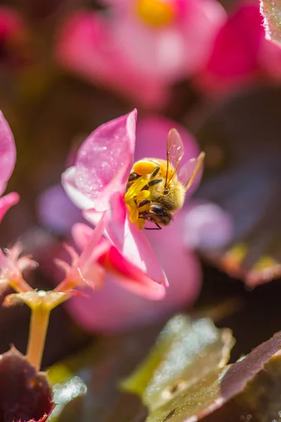花朵上的小蜜蜂 — 图库照片