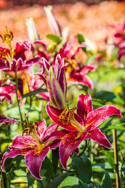 Red lily flower in the garden — Stock Photo, Image