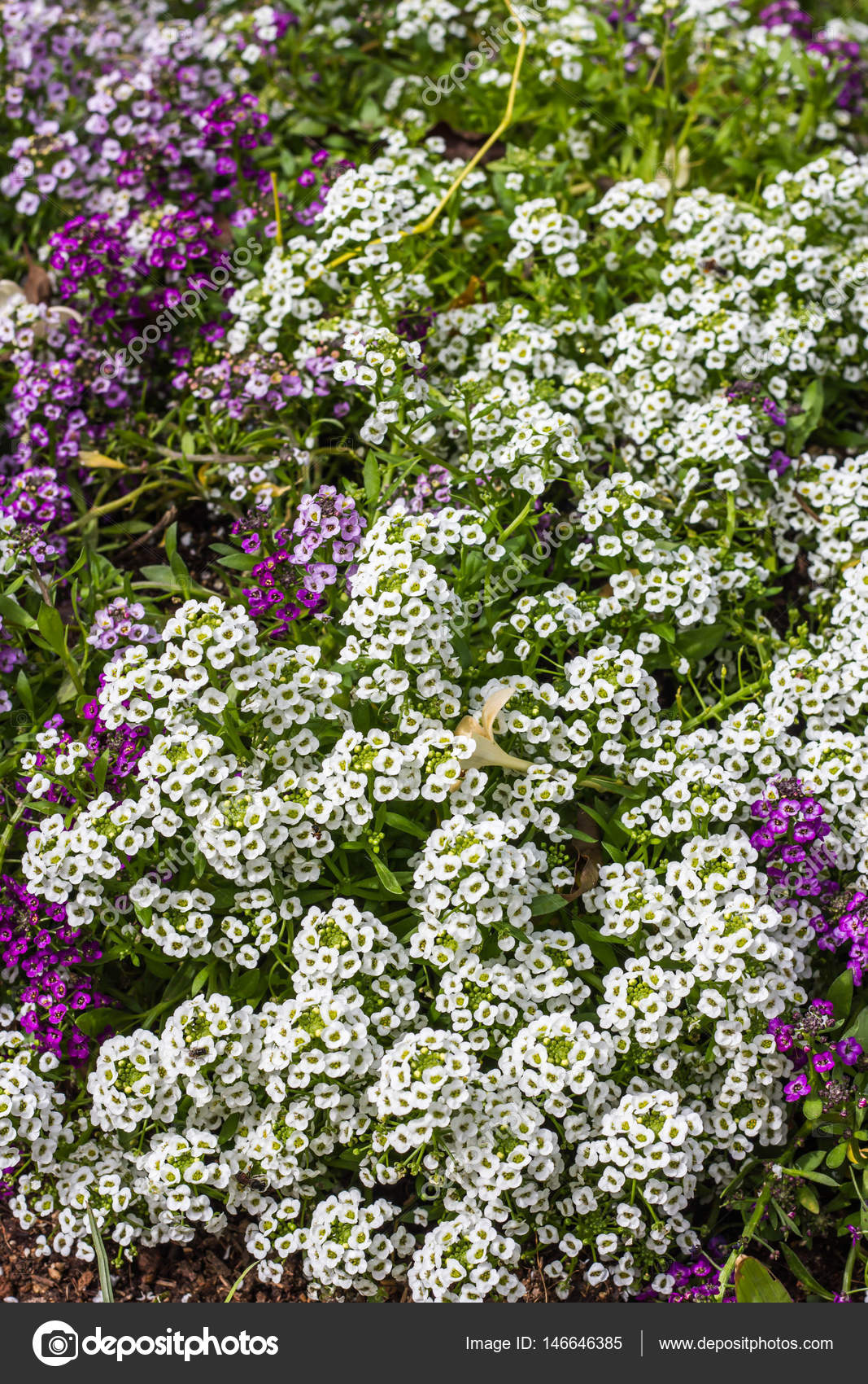 Лобулярия эйфория