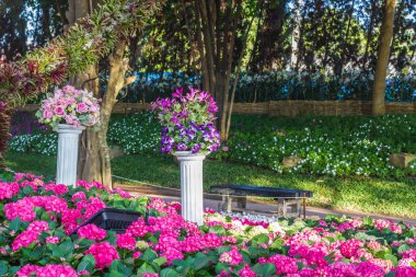 güzel bir çiçek bahçesinde