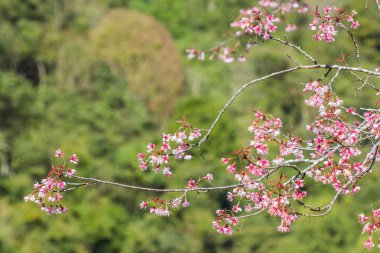 Doğa arka plan üzerinde yabani Himalaya kiraz