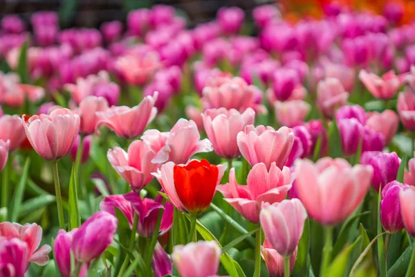 Todos los tulipanes en el jardín . — Foto de Stock