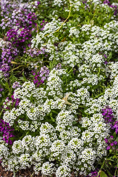 Sweet Alyssum Flowers в саду — стоковое фото